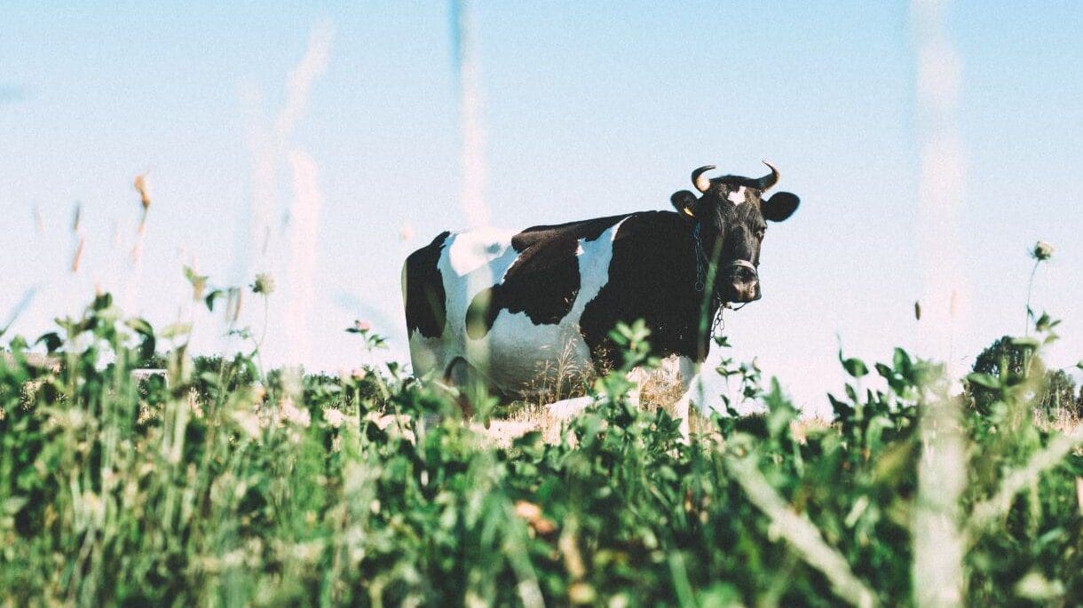 Thumbnail for Tanzania is 9 billion litres of milk away from achieving self-sufficiency, Minister of Livestock & Fisheries says