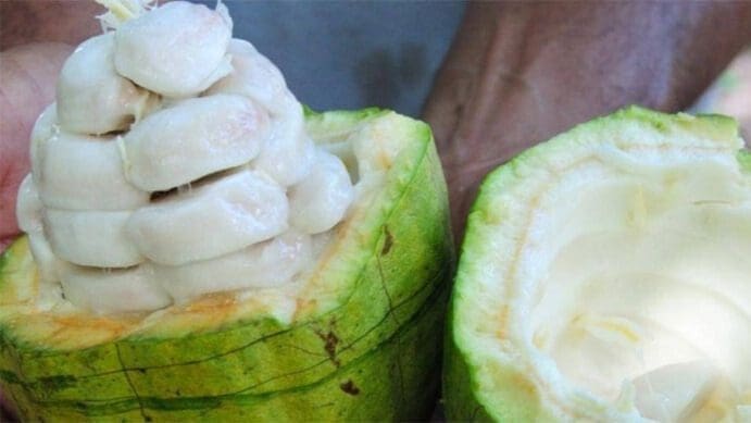 Thumbnail for Government purveys 20 coolers to bolster dairy sector