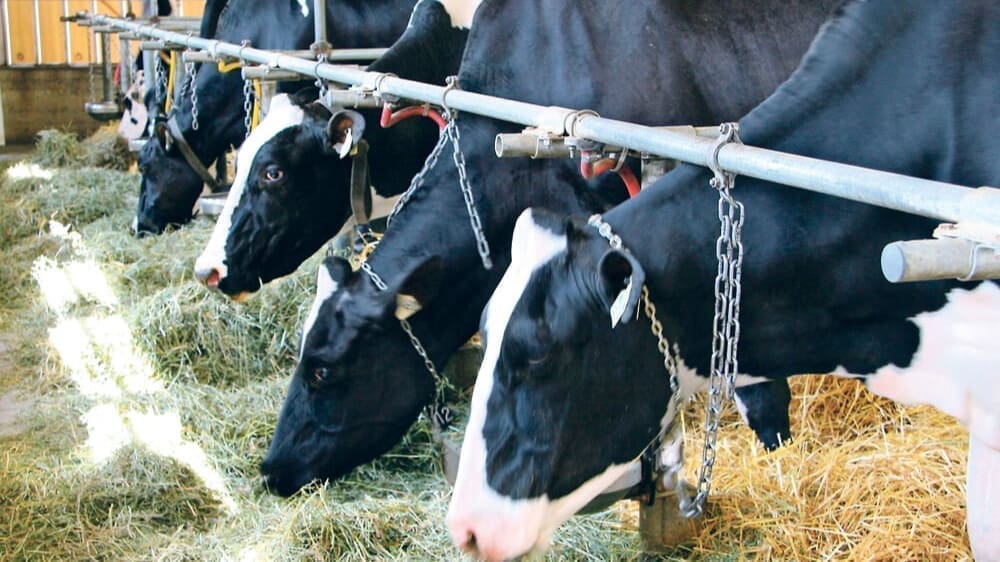 Thumbnail for Glanbia names Hugh McGuire as next CEO, raises earning guidance after profits exceed expectation