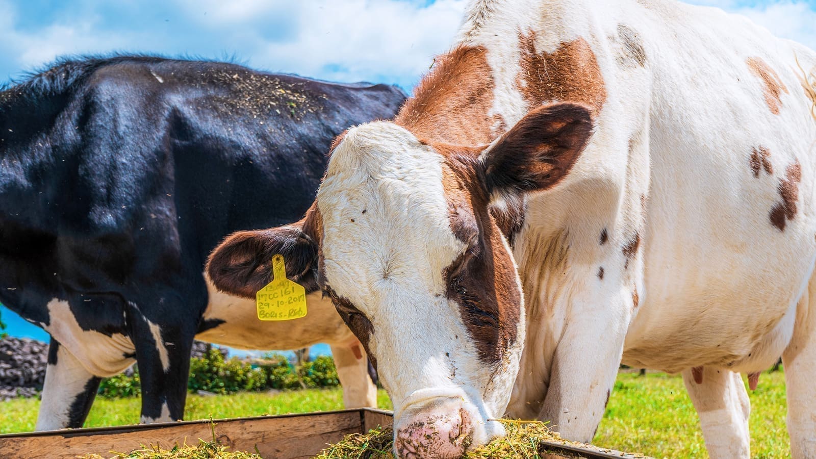 Thumbnail for Dairy farmers receives boost from NARIGP to increase production capacity