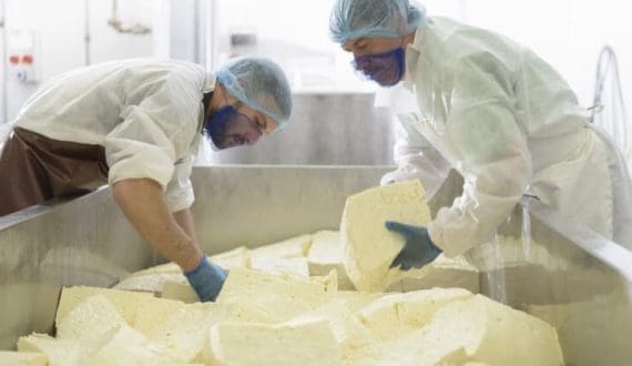 Thumbnail for Bridge Cheese champions sustainability through PPE reuse in dairy production