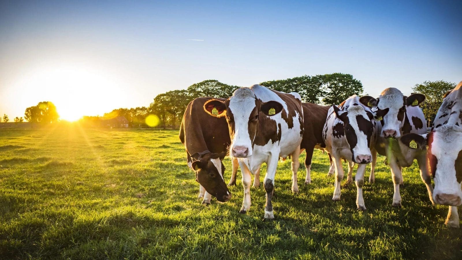 Thumbnail for Nestlé announces closure of Nicaragua dairy plant, sale of Nordic culinary sauces brands