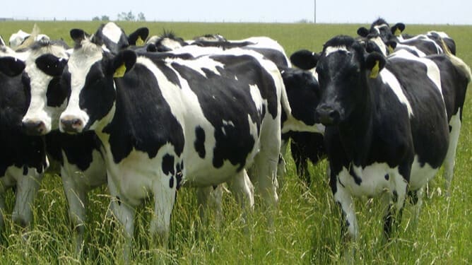 Thumbnail for Tanzania Dairy Board invests in school milk programme with eight ultra-modern milk access points