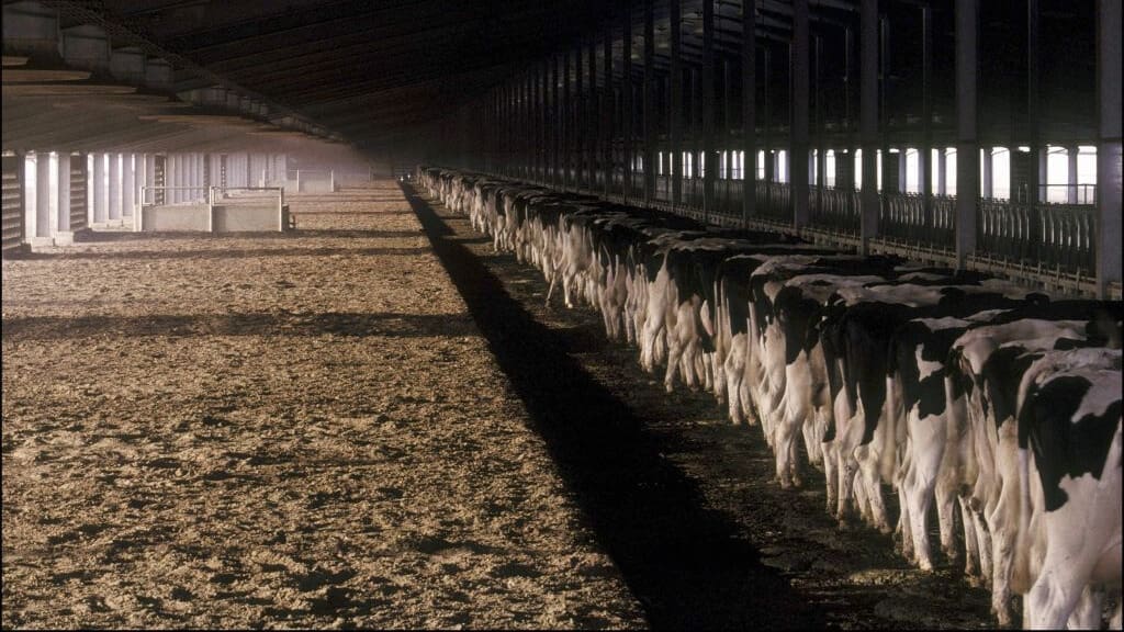 Thumbnail for International Dairy Federation names Laurence Rycken as new director general