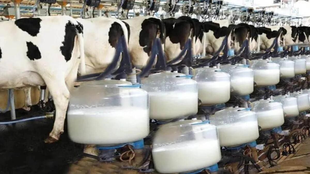 Thumbnail for Synlait Milk halts trading as it navigates US$130M loan extension 