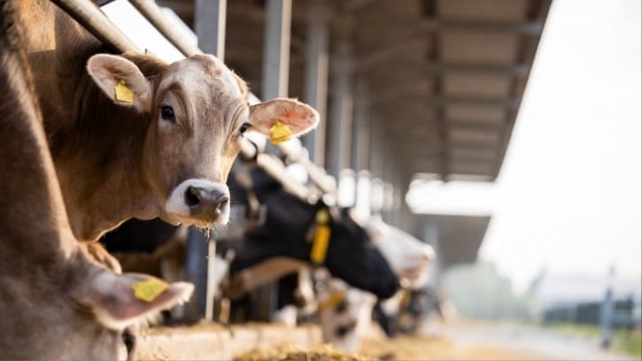 Thumbnail for Mars launches US$47M sustainable dairy plan
