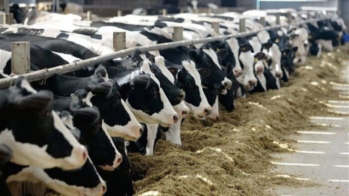 Thumbnail for Kenyans charged for interfering with illicit powdered milk