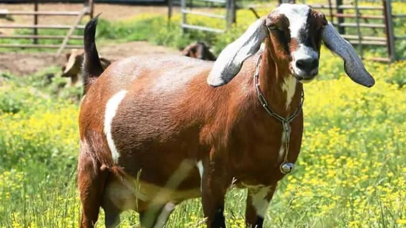 Thumbnail for New KCC urged to halt milk supply to government agencies over unpaid debts