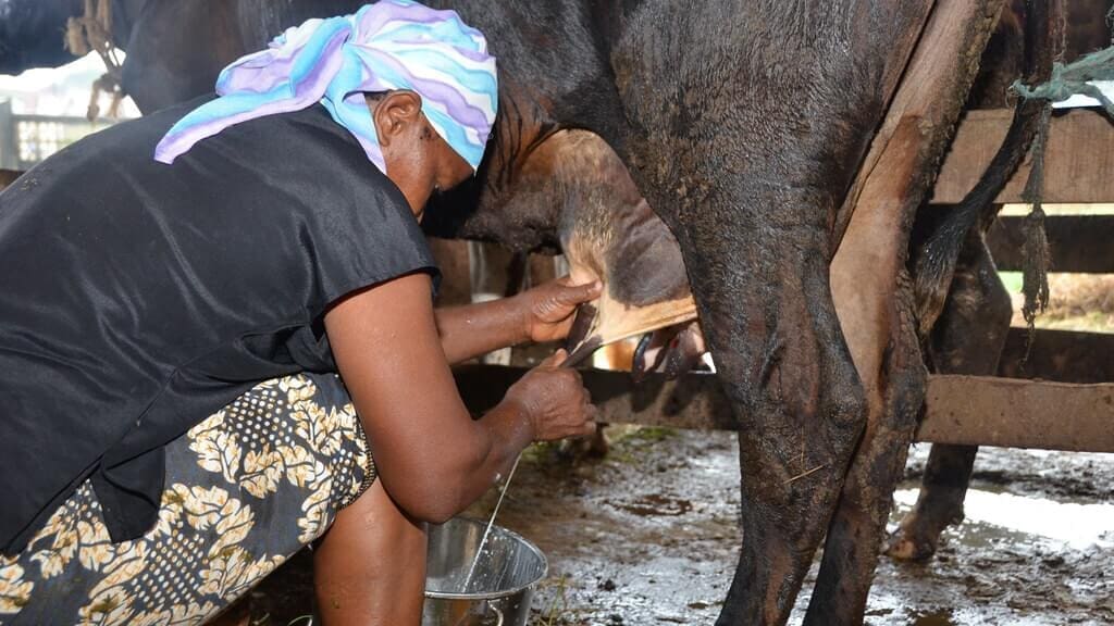 Thumbnail for Saputo announces closure of King Island Dairy facility, affecting 58 employees
