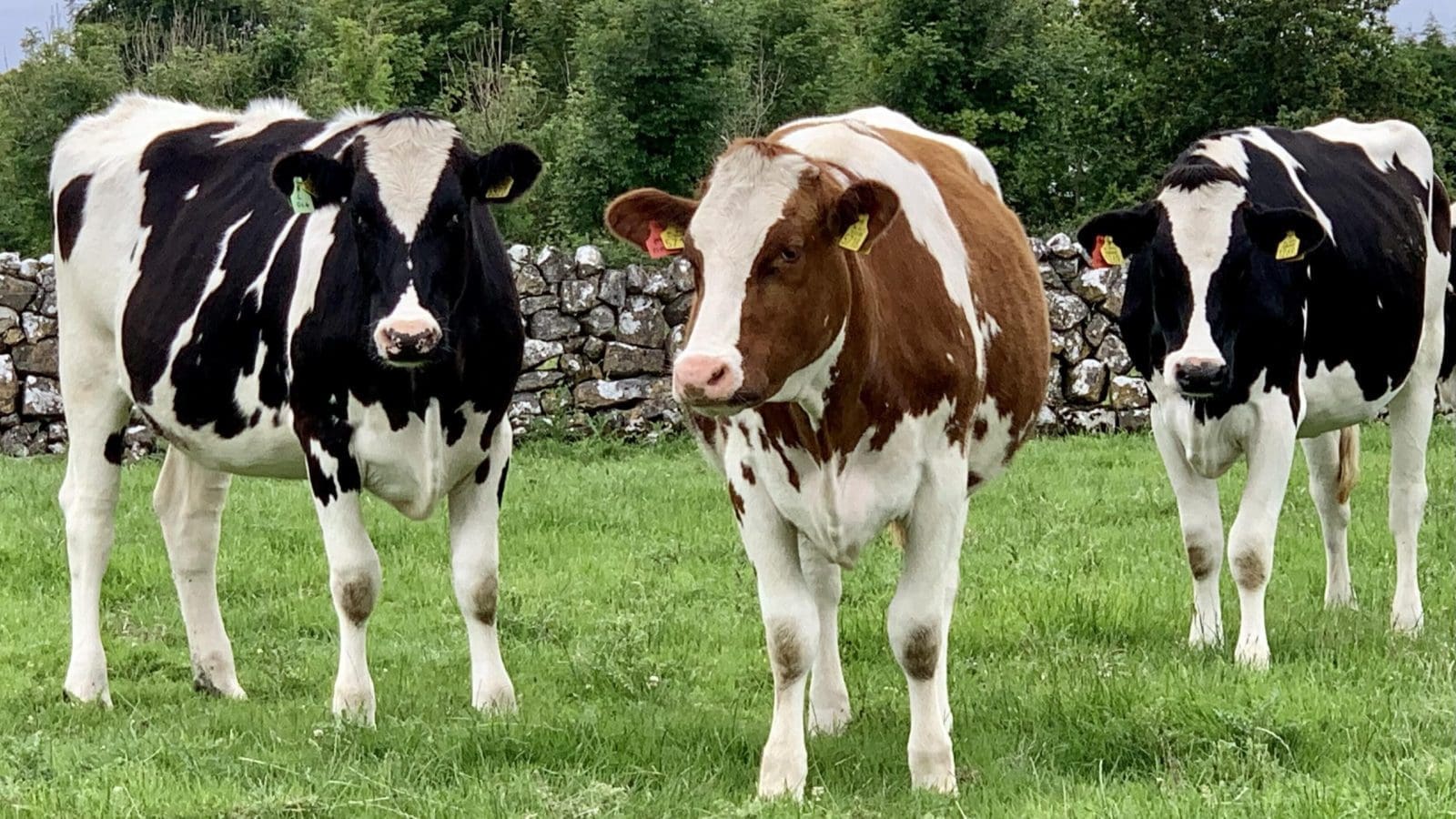 Thumbnail for Danone moves YoPro production to Romania