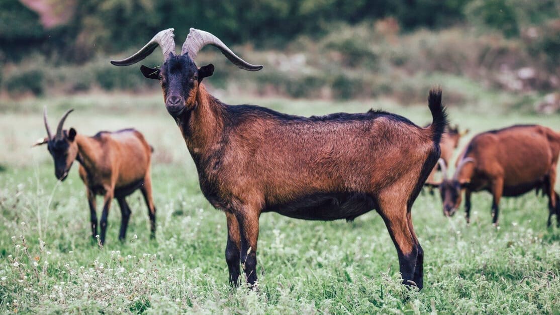 Thumbnail for Idaho Milk Products expands into ice cream market with new plant