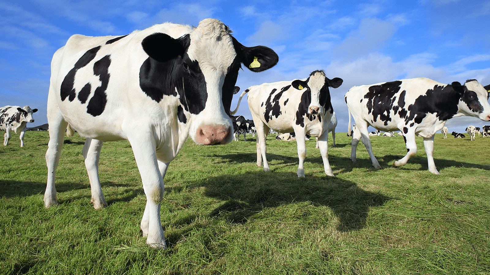 Thumbnail for Danone India sets stage for dairy product return with new investments