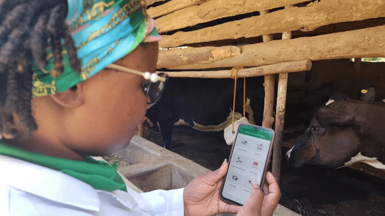 Thumbnail for Indonesia partners with Nigeria to enhance dairy production in Kebbi State