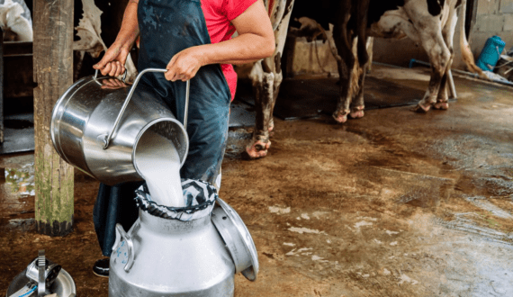 Thumbnail for Kano State boosts milk production, sales with new collection centres