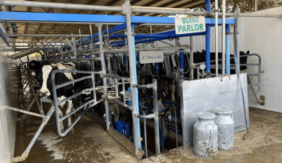 Thumbnail for Nepal weighs easing dairy import ban amid India’s push