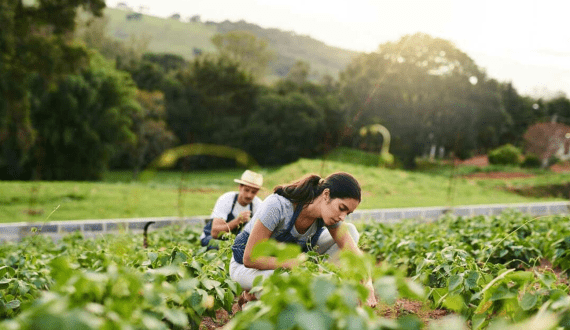 Thumbnail for Olam Food Ingredients’ AtSource system receives FSA gold and silver level recognition for sustainability