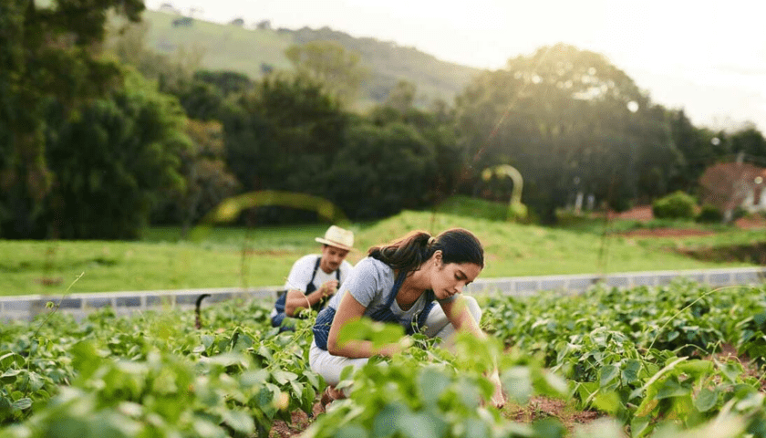 Thumbnail for Olam Food Ingredients’ AtSource system receives FSA gold and silver level recognition for sustainability