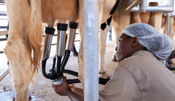 Thumbnail for Kenya’s dairy industry tackles challenges with innovation, collaboration