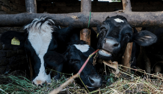 Thumbnail for ILRI, Ethiopia boost dairy sector with research, breeding, market access initiatives