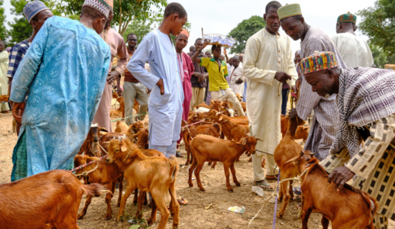 Thumbnail for Nigeria’s state distributes livestock to empower women