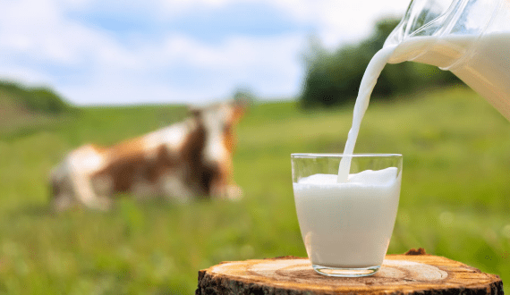Thumbnail for Global dairy ingredients market to reach US$133.4B by 2032