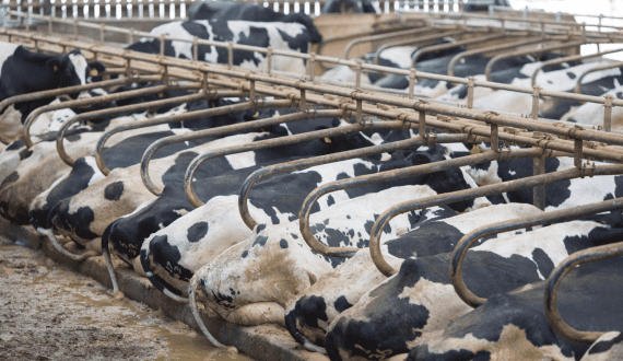 Thumbnail for Kenya to host Africa’s largest dairy conference in September 2025