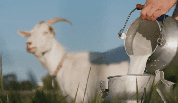 Thumbnail for Study reveals widespread protein deficiency in rural India despite adequate food availability