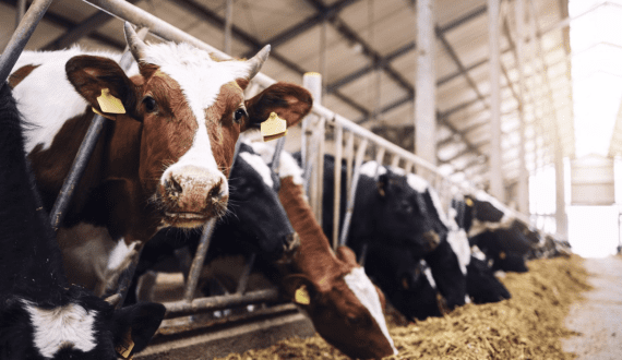 Thumbnail for Danone to disclose plastic footprint after legal challenge