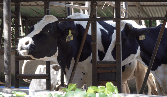 Thumbnail for Digital tools transform dairy farming in Kenya