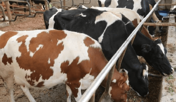 Thumbnail for European dairy sector reinforces commitment to sustainability, EDA Sustainability Paper highlights 