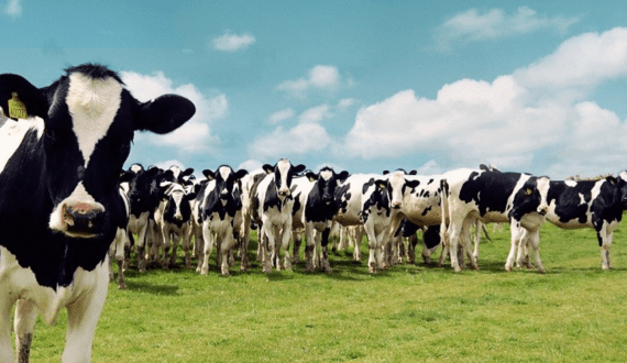 Thumbnail for Global milk & cream manufacturing market set to reach US$1.54B by 2034