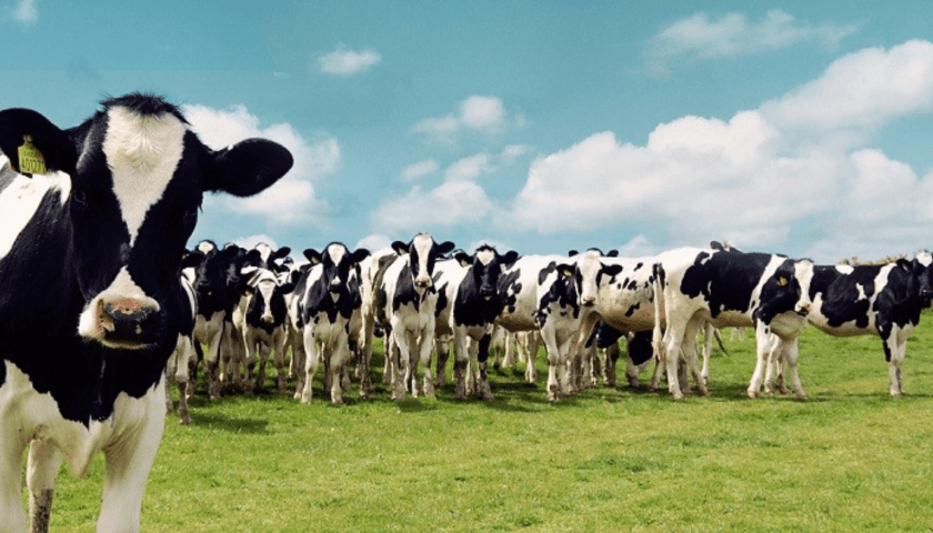 Thumbnail for Dairy Pesa brings financial hope to smallholder dairy farmers