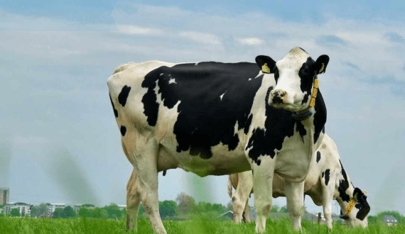 Thumbnail for Researchers detect E. coli contamination in Egyptian dairy products