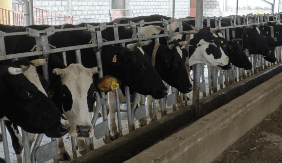 Thumbnail for Bobbie unveils first USDA organic whole milk infant formula 