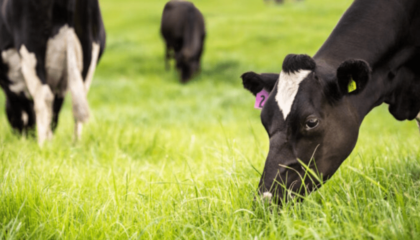 Thumbnail for Mars partners Fonterra to slash dairy emissions 