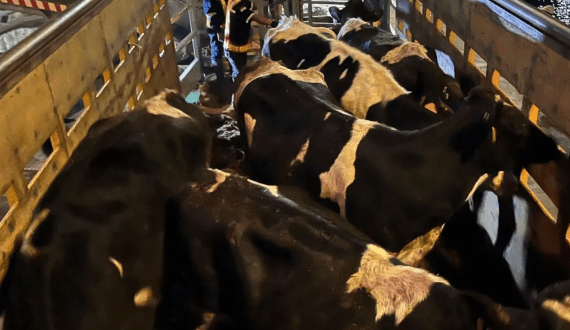 Thumbnail for Report highlights shifts in South Africa’s milk, dairy market for February 2025