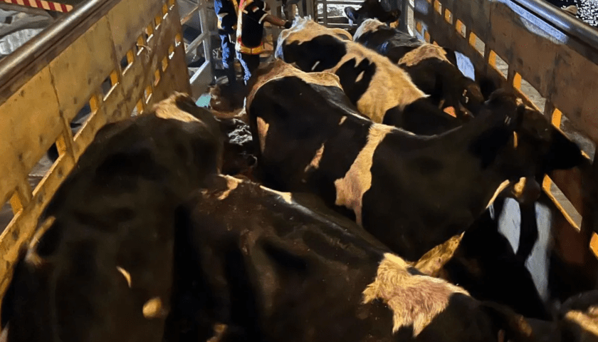 Thumbnail for Indonesia boosts dairy industry with import of 200,000 dairy cows planned for 2025