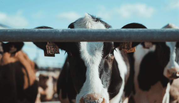 Thumbnail for Declining dollar offers hope for U.S. Dairy exports amid trade tensions