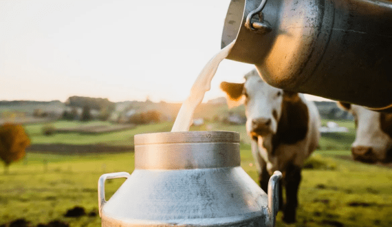 Thumbnail for Lebanon, IFAD team up to enhance smallholder dairy production