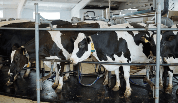 Thumbnail for Nestlé to close two German plants by 2026 amid rising costs, declining sales