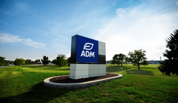 Thumbnail for Taiz launches US$80M dairy, livestock project to boost local economy