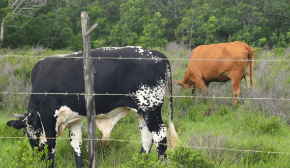 Thumbnail for Organic Valley welcomes first female CEO in historic leadership shift