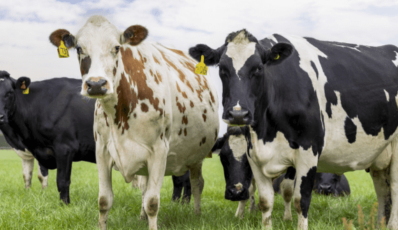 Thumbnail for Synlait Milk secures future supply as farmer confidence grows