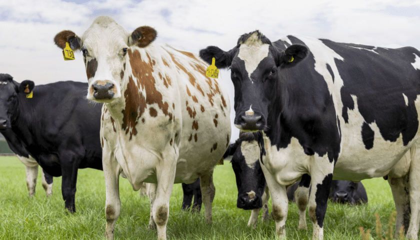 Thumbnail for Synlait Milk secures future supply as farmer confidence grows