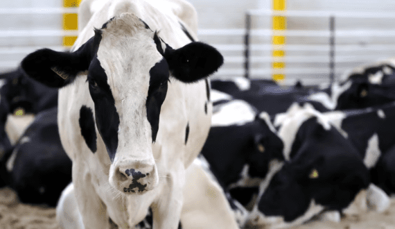 Thumbnail for UK bans personal EU dairy imports due to disease concerns