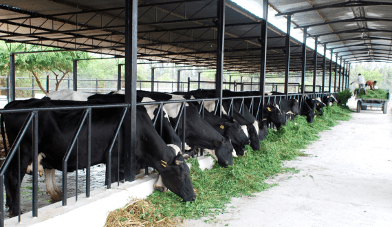 Thumbnail for Juhayna unveils new lactose-free milk with OOH campaign in Egypt