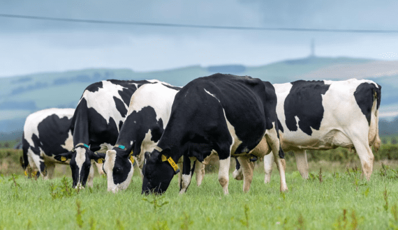 Thumbnail for Novonesis unveils its Vertera Velvet plant-based milk alternatives