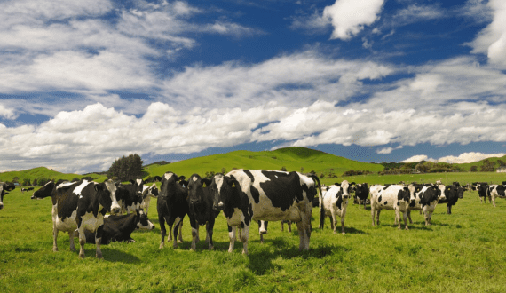 Thumbnail for Chobani wins legal battle over ‘Zero Sugar’ label