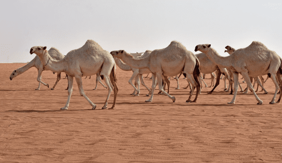 Thumbnail for Regulatory shake-up as FSSAI cracks down on dairy substitute labelling