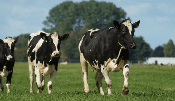 Thumbnail for Fonterra’s US$2.4B consumer business sale attracts global bidders